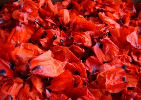 Glace au coquelicot de Nemours